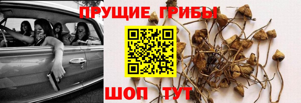 Миасс  Галлюциногенные грибы мицелий  Вход с VPN  Галлюциногенные грибы Psilocybine cubensis 